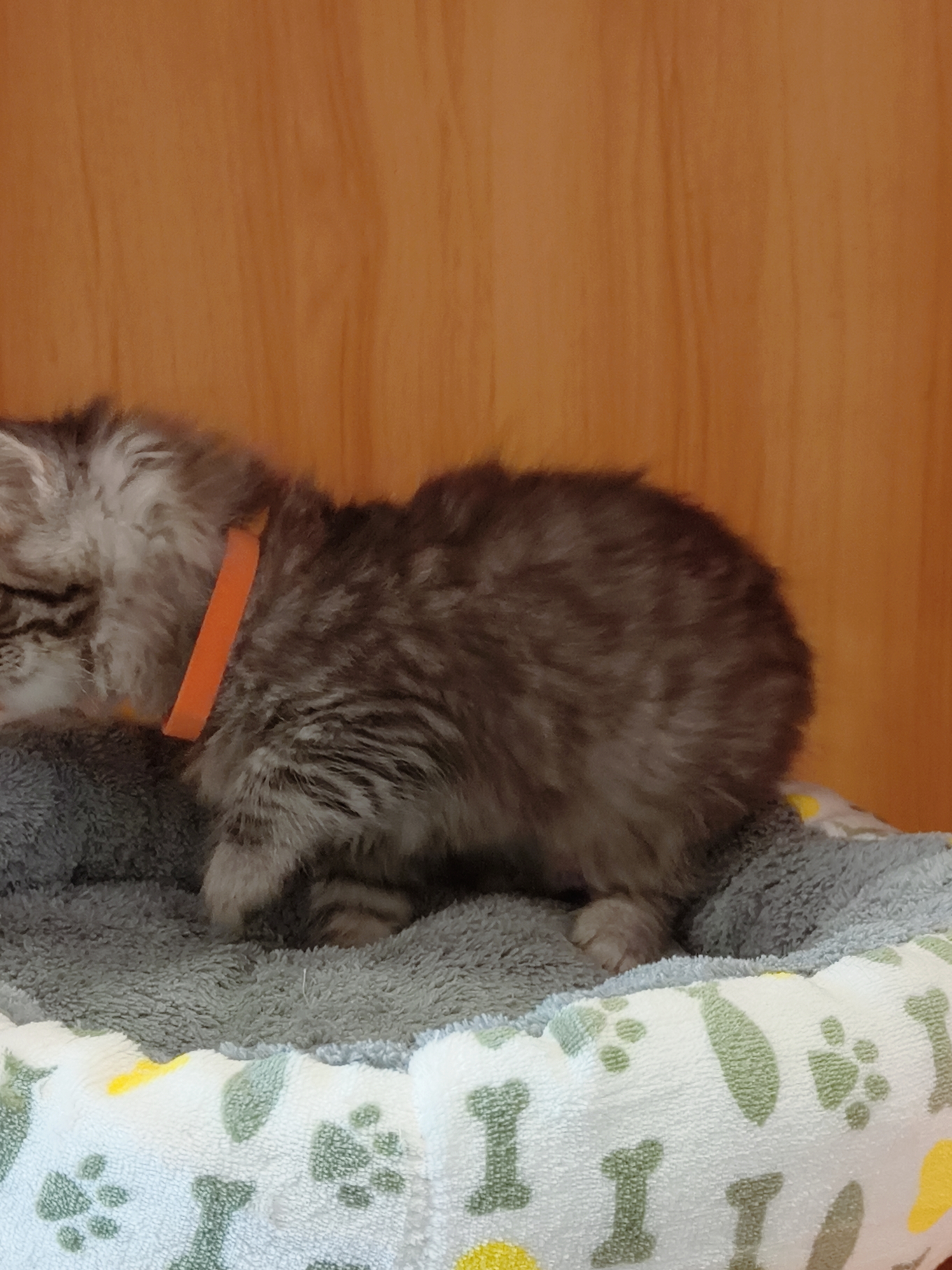 银虎斑缅因,送套用品